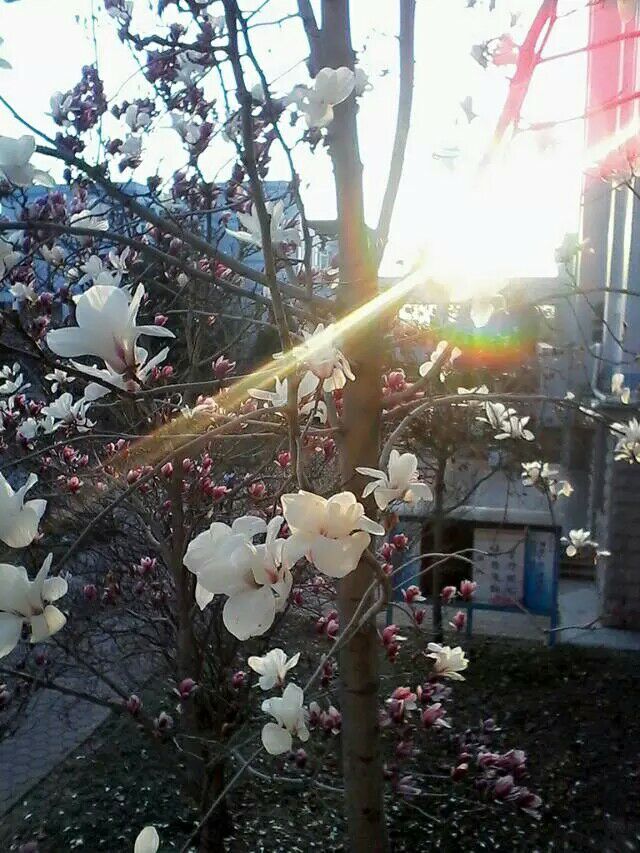 校园风光
