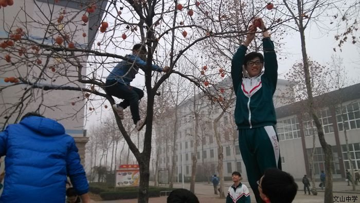 金秋“柿”节，丰收在握