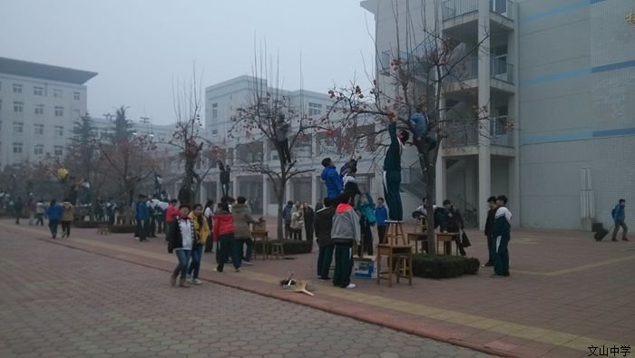 金秋“柿”节，丰收在握