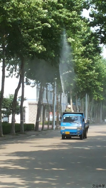 我校积极行动 防止悬铃木方翅网蝽