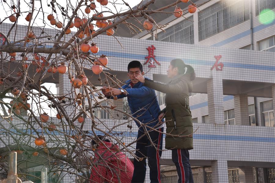 特色课程 | 我校2017年柿子采摘节”开摘啦！