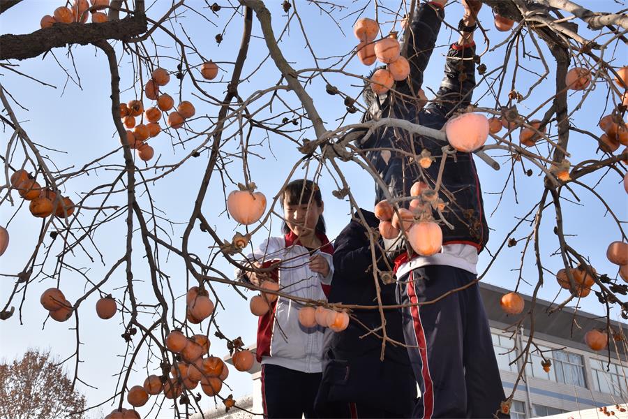 特色课程 | 我校2017年柿子采摘节”开摘啦！
