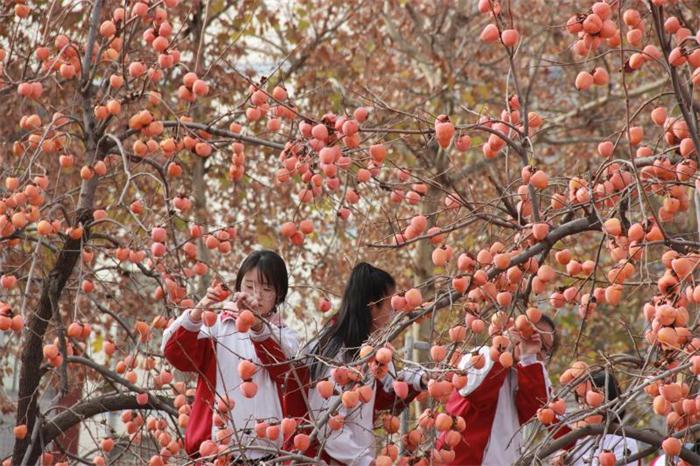 伟大复兴，祖国万岁——我校2018年柿子节！