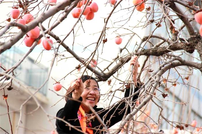 伟大复兴，祖国万岁——我校2018年柿子节！