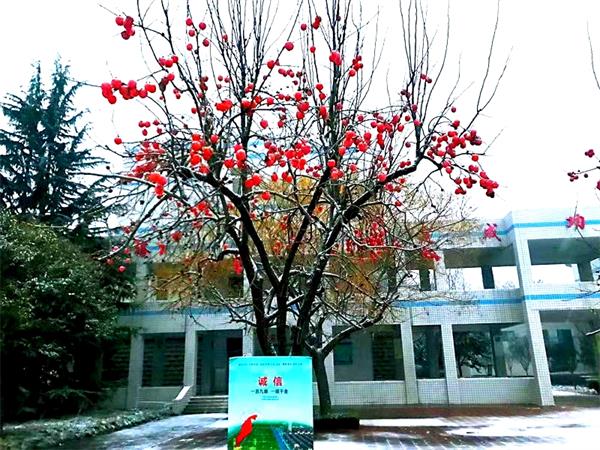 天寒地冻冰雪日，文中师生扫雪忙！