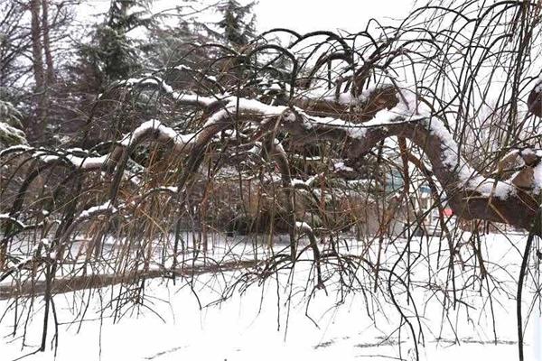 印象文中 | 最爱文山晴后雪，千里一色舞长天！
