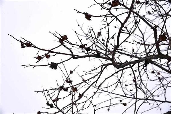 印象文中 | 最爱文山晴后雪，千里一色舞长天！