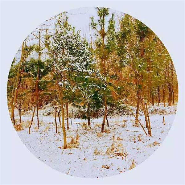 印象文中 | 最爱文山晴后雪，千里一色舞长天！