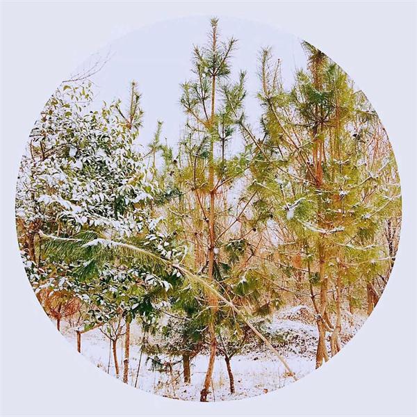 印象文中 | 最爱文山晴后雪，千里一色舞长天！