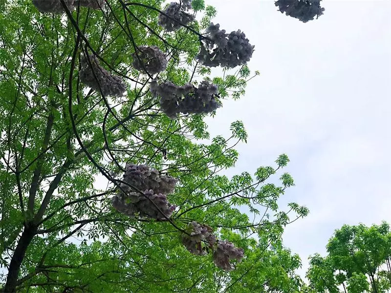 学校公告 | 有您参与，楹联将成为学校的人文景观！