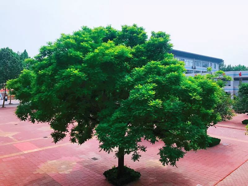 学校公告 | 有您参与，楹联将成为学校的人文景观！