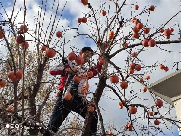 柿子节 | 奋斗正青春,永远跟党走!