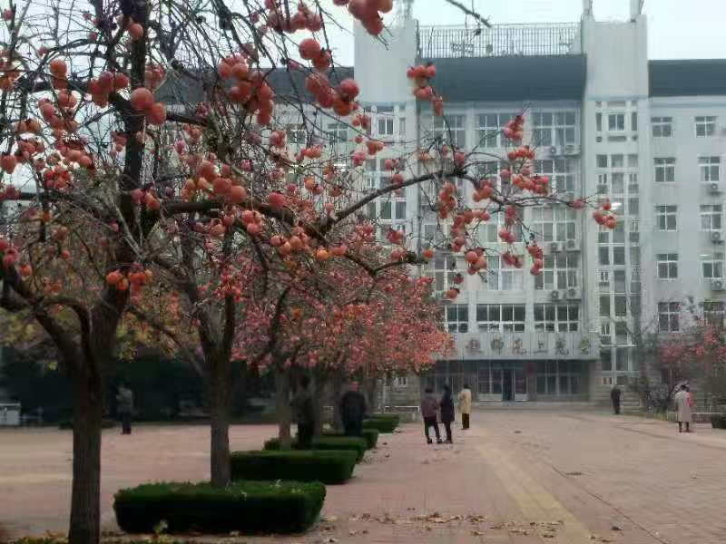 家长心声 | 春风化雨，柿满枝头！