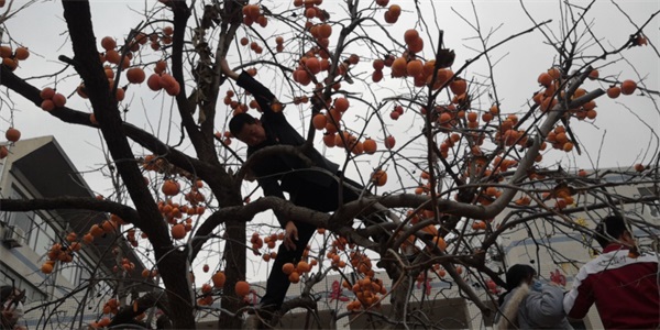 柿子节 | 一勤天下无难事，笃志报国正当时！