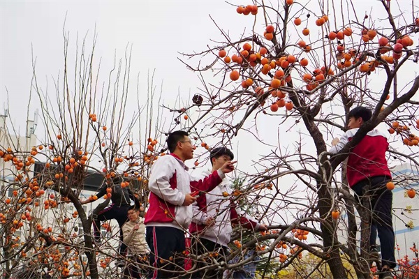 柿子节 | 一勤天下无难事，笃志报国正当时！