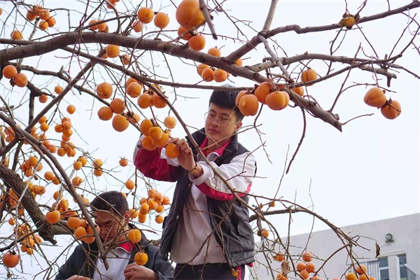 柿子节 | 一勤天下无难事，笃志报国正当时！
