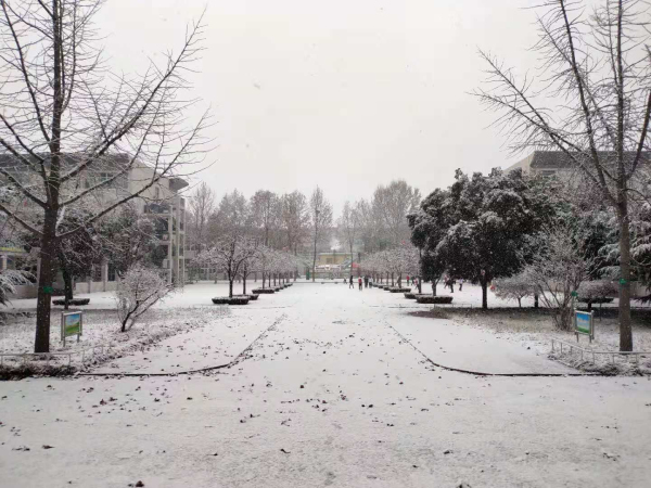 校园文化 | 漫天玉蝶飞，雪后文中别样美！