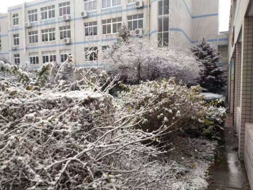 校园文化 | 漫天玉蝶飞，雪后文中别样美！