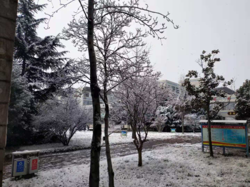 校园文化 | 漫天玉蝶飞，雪后文中别样美！
