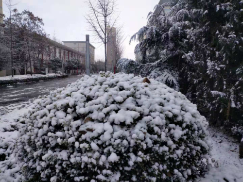 校园文化 | 漫天玉蝶飞，雪后文中别样美！