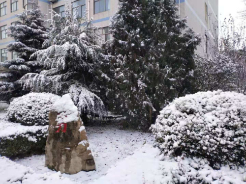 校园文化 | 漫天玉蝶飞，雪后文中别样美！