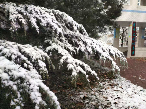 校园文化 | 漫天玉蝶飞，雪后文中别样美！