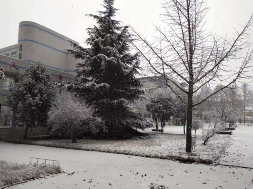 校园文化 | 漫天玉蝶飞，雪后文中别样美！