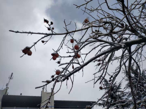 校园文化 | 漫天玉蝶飞，雪后文中别样美！