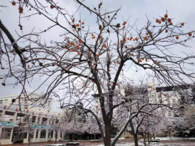 校园文化 | 漫天玉蝶飞，雪后文中别样美！