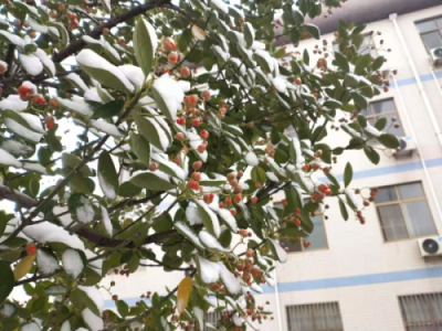 校园文化 | 漫天玉蝶飞，雪后文中别样美！