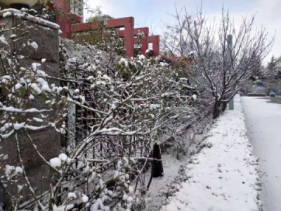 校园文化 | 漫天玉蝶飞，雪后文中别样美！