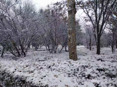 校园文化 | 漫天玉蝶飞，雪后文中别样美！